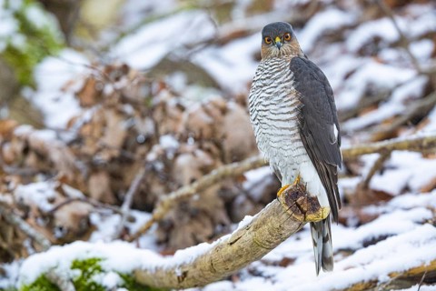 Sparrowhawk (Accipiter nisus) Germany