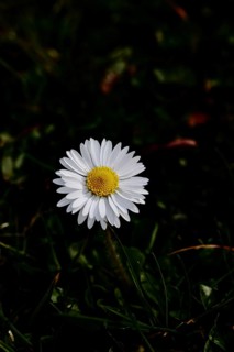 Daisy (Bellis perennis), wildflower, close-up, dark background inflorescence, early bloomer,