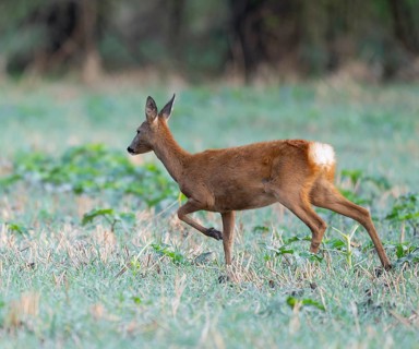 Roe deer (Capreolus capreolus), doe running across a field, wildlife, Thuringia, Germany