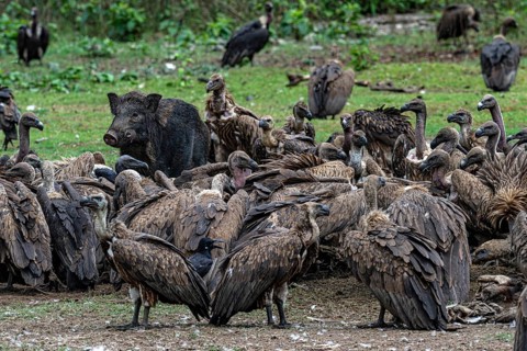 Vultures, slender-billed vulture (Gyps tenuirostris), Bengal vulture (Gyps bengalensis) and wild