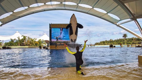 An orca, accompanied by a trainer, jumps out of the water in a theme park, orcas (Orcinus orca),