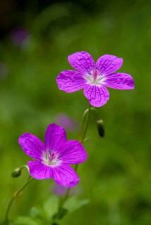 Geraniaceae, geranium pratense, stork beak, meadow stork beak, flora, high size, portrait format,