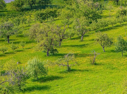 Land damage on the Albtrauf of the Swabian Jura near Metzingen. Orchard near Metzingen,