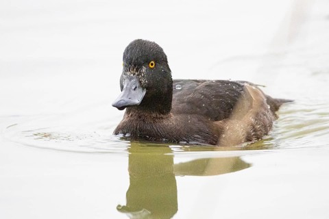 Tufted Duck (Aythya fuligula) wbl Germany