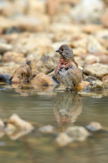 Acanthis cannabina, bloodtail, linaria cannabina, linnet, bath, bird bath, birds, hanfling, male,