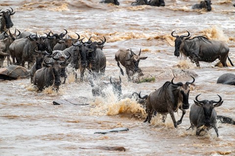 The Great Migration: Huge herds of wildebeest (Connochaetes taurinus) cross the Mara River and swim