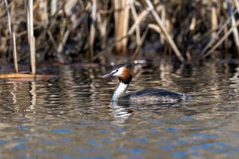 Great Crested Grebe (Podiceps Scalloped ribbonfish), Vulkaneifel, Rhineland-Palatinate, Germany