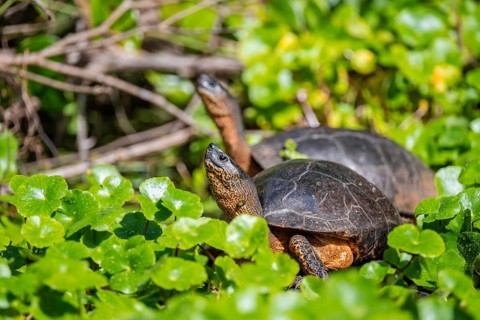 American tortoise (Rhinoclemmys funerea) among aquatic plants, Tortuguero National Park, Costa Rica