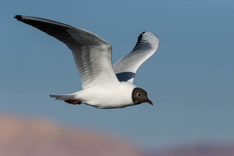 Black-headed Gull (Chroicocephalus ridibundus) flying, Eilat, Israel