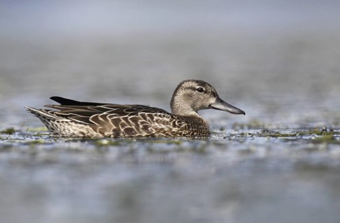Blue-winged Teal (Spatula discors) female, Ohio, USA
