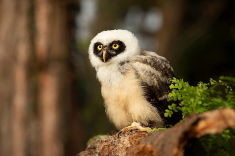 Spectacled Owl (Pulsatrix perspicillata) captive, juvenile perched on a log, Germany