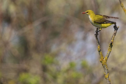 Oriole, (Eurasian Golden Oriole), on perch, animals, birds, New Tower Hide, Tiszaalpár - Kiskunsági