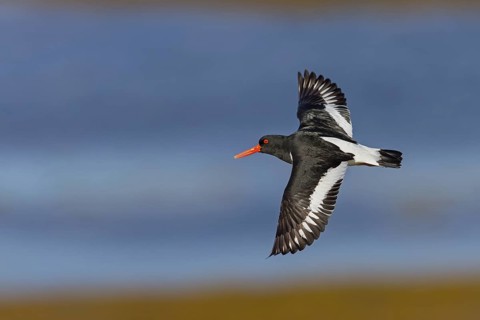 Oystercatcher, (Haematopus ostralegus), animals, birds, flight recording, wader, gull, alcove bird,