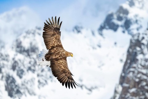 White-tailed eagle (Haliaeetus albicilla), in flight, Lofoten, Norway