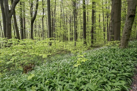 Beech forest (Fagus sylvatica), fresh leaves, Ramson (Allium ursinum) Hainich, Thuringia, Germany