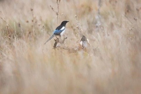 Eurasian magpies perched on a branch among the tall, golden grass of an autumn field. Their black