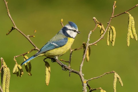 Blue tit (Cyanistes caeruleus) Blue Tit • Baden-Württemberg, Germany, Baden-Württemberg, Federal