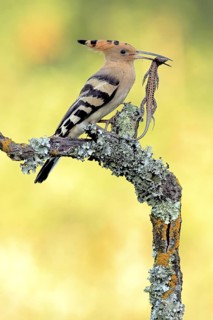 Eurasian Hoopoe (Upupa epops) male with Spanish psammodromus (Psammodromus hispanicus) in beak,