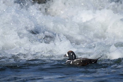 Harlequin Duck (Histrionicus histrionicus) male, Iceland