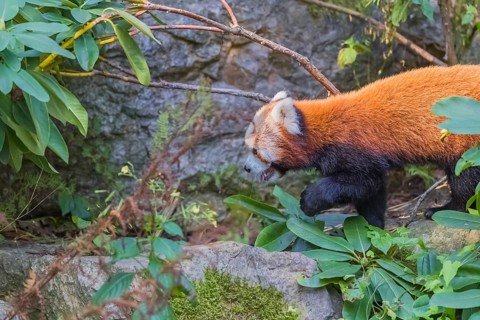 One red panda, Ailurus fulgens, walking over rocks. Green vegetation in the background