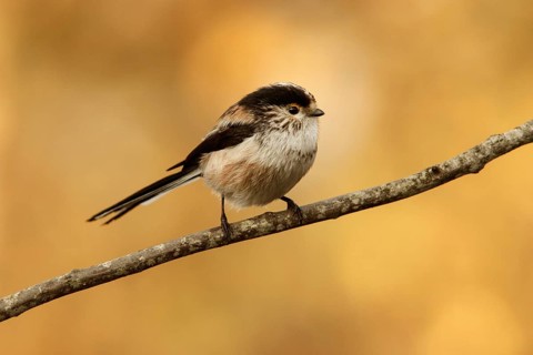 Long-Tailed Tit (Aegithalos caudatus), perched on a branch, Castile and Leon, Spain