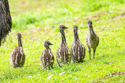 Emu (Dromaius novaehollandiae) youngsters on the ground, Bavaria, Germany