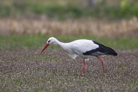White Stork (Ciconia ciconia) foraging, North Rhine-Westphalia, Germany