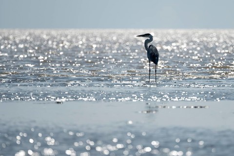 Cocoi heron (Ardea cocoi) backlit on the banks of the Rio de la Plata, Buenos Aires, Argentina