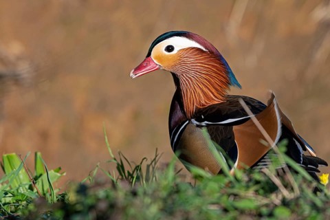 Mandarin duck (Aix galericulata), drake, during mating season, on land, Heiligenhaus, North