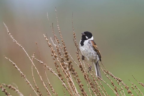 Common Reed Bunting (Emberiza schoeniclus) male, Hungary
