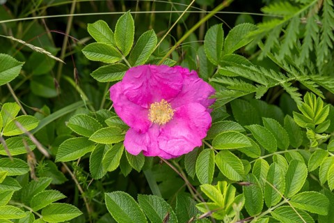 Flower, potato rose (Rosa rugosa), Wustrow, Fischland, Mecklenburg-Western Pomerania, Germany