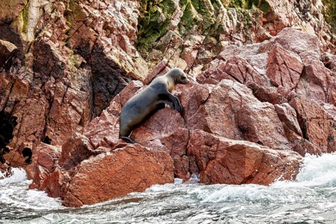 A sea lion rests on red rocks along the coast, surrounded by waves. South American sea lions on the