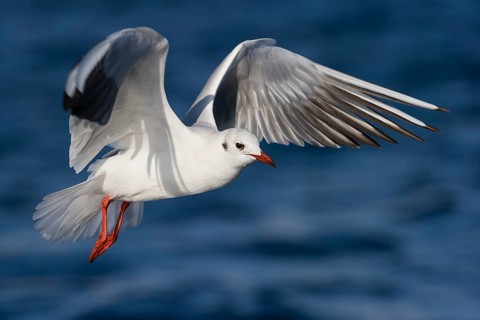 Black-headed Gull (Chroicocephalus ridibundus) flying, Eilat, Israel