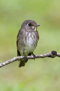 Dark-sided Flycatcher (Muscicapa sibirica), Singapore