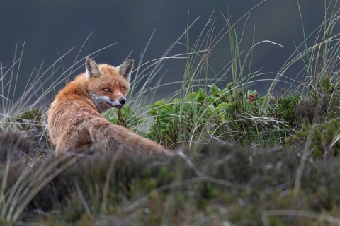 The red fox (Vulpes vulpes) looks suspiciously in our direction, but has visibly calmed down,