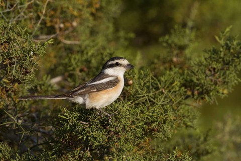 Masked Shrike - Maskenwürger - Lanius nubicus, Cyprus, adult female