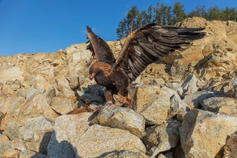One golden eagle (Aquila chrysaetos) sitting in bright sunlight on a scree slope, feeding on a dead