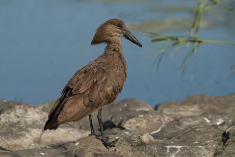 Hamerkop (Scopus umbretta), Mpumalanga, South Africa