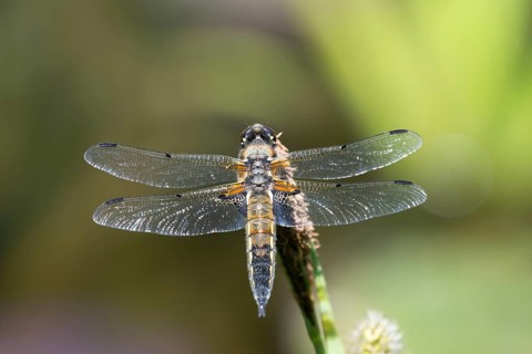 Four-spotted dragonfly (Libellula quadrimaculata) on the perch, North Rhine-Westphalia, Germany
