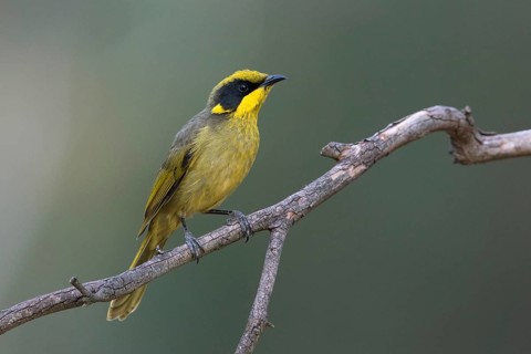 Yellow-tufted Honeyeater (Lichenostomus melanops), Victoria, Australia
