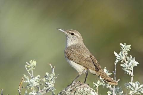 Rock Wren Salpinctes obsoletus Chiricahua Mountains, Cochise County, ARIZONA, United States 15 May