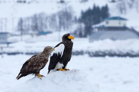 White-tailed Eagle & Steller's Sea Eagle (Haliaeetus albicilla & Haliaeetus pelagicus) on snow,