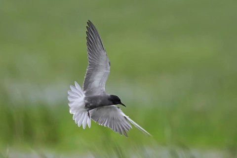 Injured black tern (Chlidonias niger) in breeding plumage flying with severely damaged wing over