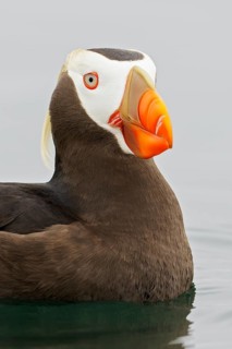 Tufted Puffin (Fratercula cirrhata) swimming on the ocean near the coast of Washington State, USA