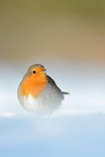 European Robin (Erithacus rubecula) perched on snow, North Rhine-Westphalia, Germany