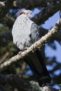 Topknot Pigeon (Lopholaimus antarcticus), Queensland, Australia