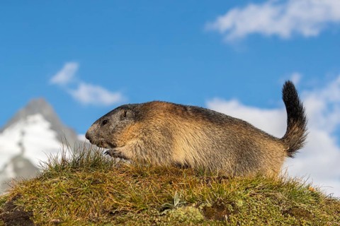One adult Alpine Marmot, Marmota marmota, sideview portrait in early morning light. Grossglockner