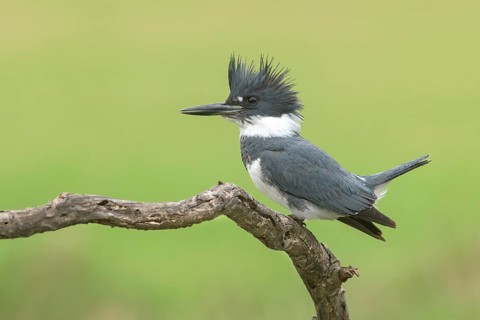 Belted Kingfisher (Megaceryle alcyon) male, Texas, USA