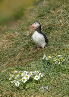 Atlantic Puffin (Fratercula arctica) on cliff, Iceland