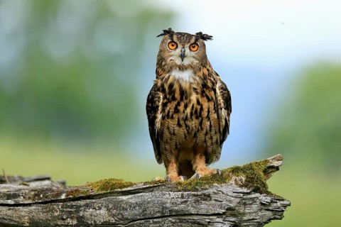 Eurasian Eagle-owl (Bubo bubo), adult, perch, vigilant, in summer, Wisdom, Šumava, Czech Republic